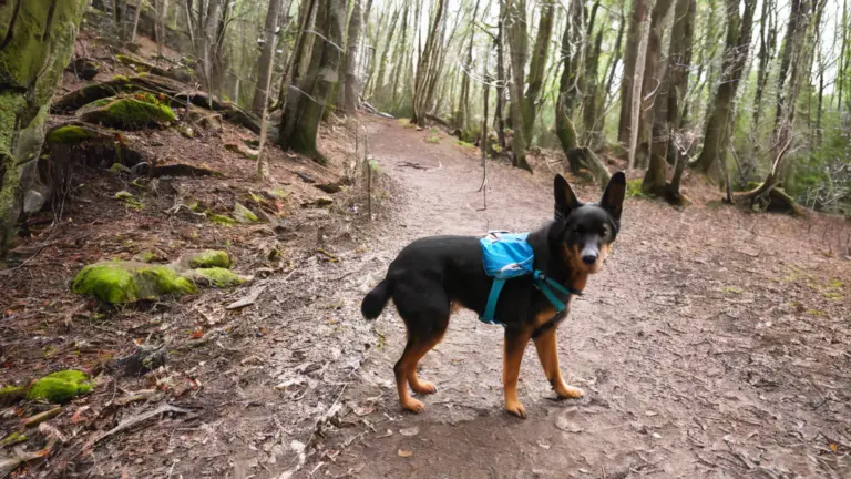 Discover the best hiking with dogs tips to ensure a safe, enjoyable adventure with your furry friend. Learn how to prepare, pack, and navigate trails together.