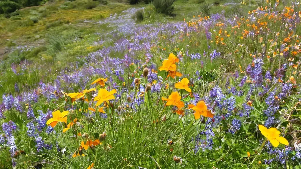 Explore the best wildflower hikes that nature enthusiasts will love. Discover breathtaking trails blooming with vibrant wildflowers and immerse yourself in nature's beauty.